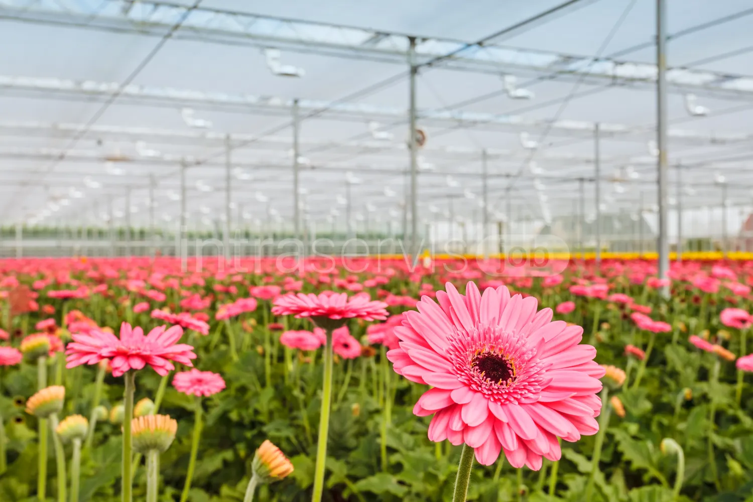Job offer: Gerbera harvest worker