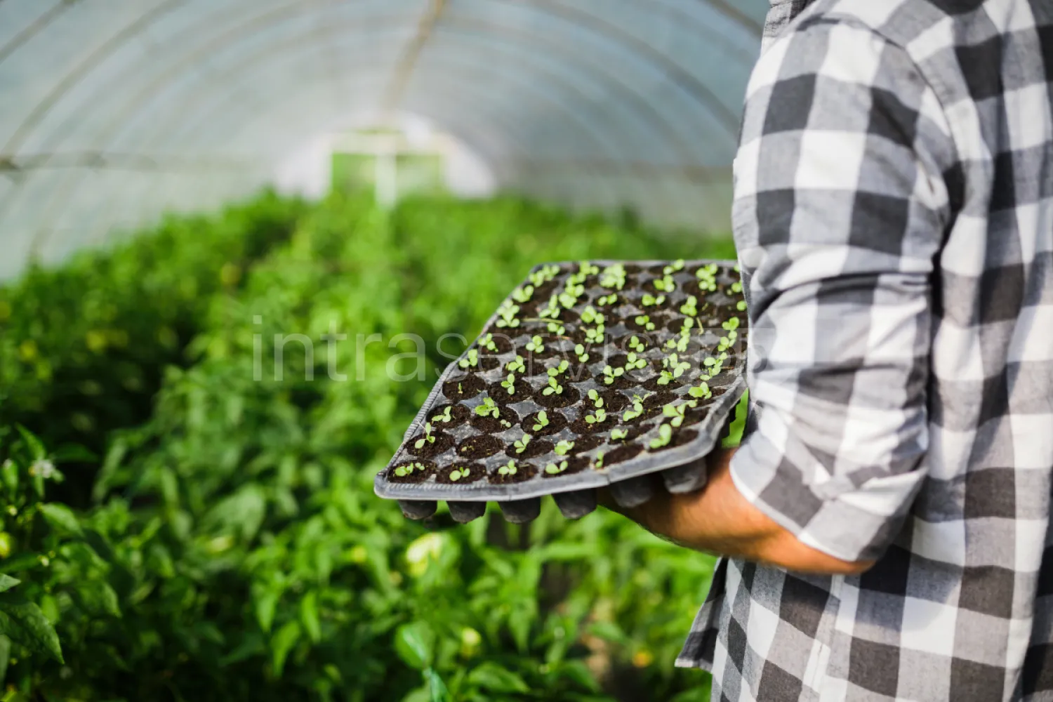 Job offer: Seedling Production Worker