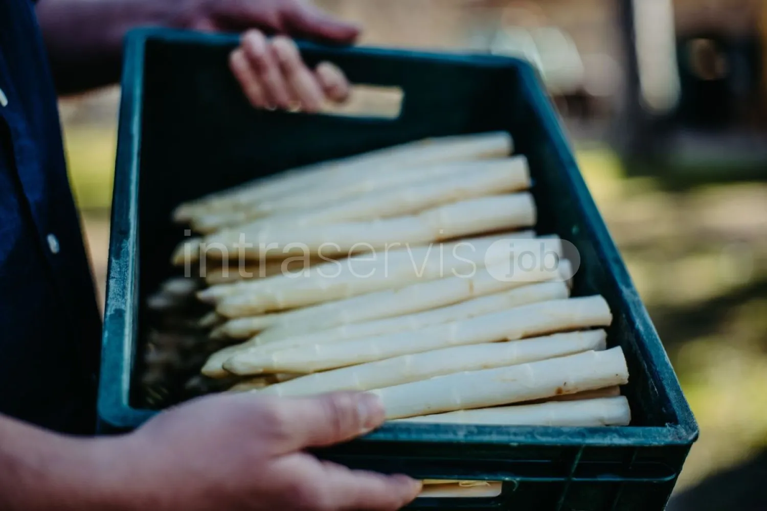 Job offer: Asparagus harvest worker