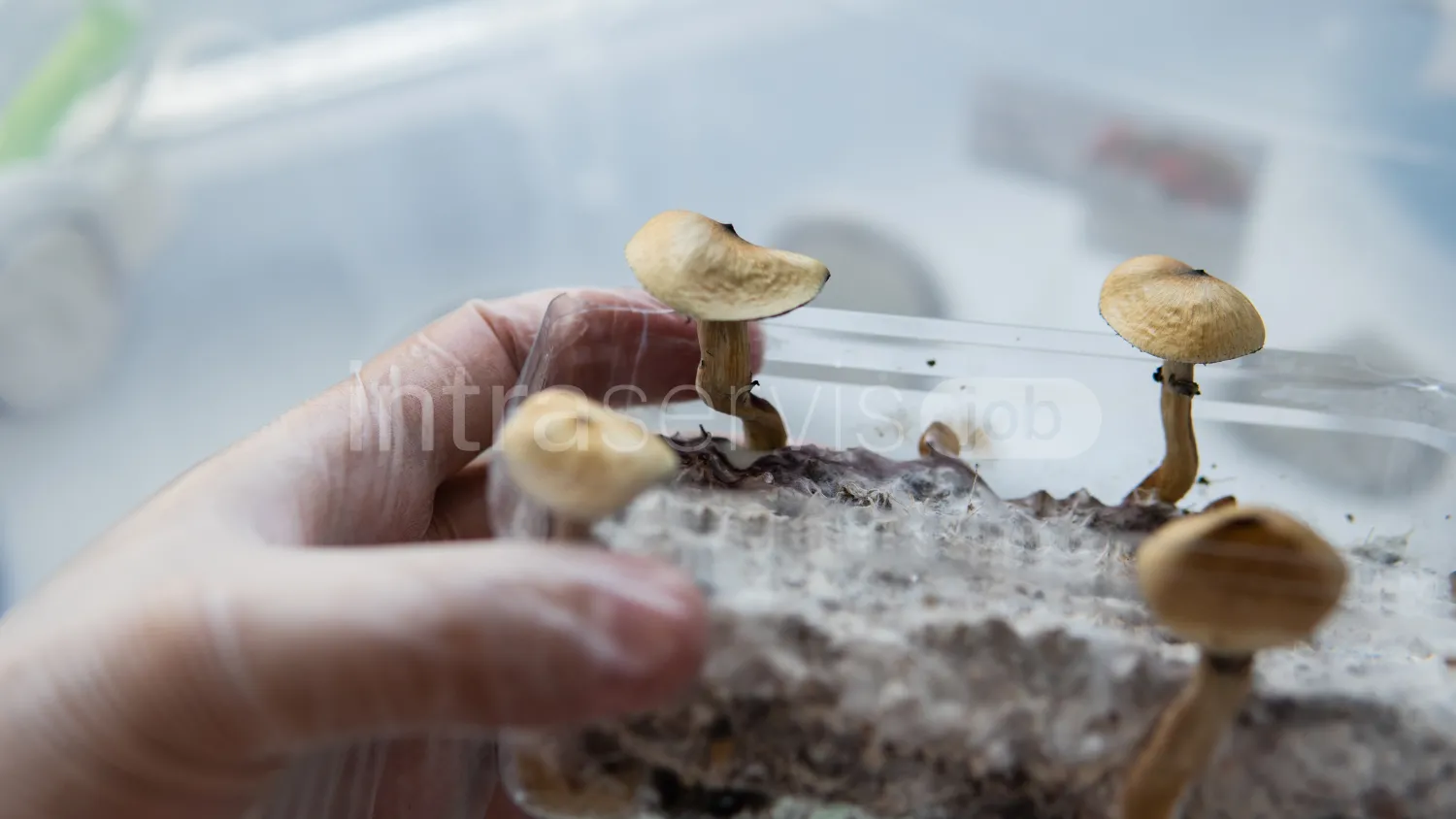 Job offer: Production line worker – home mushroom growing kits