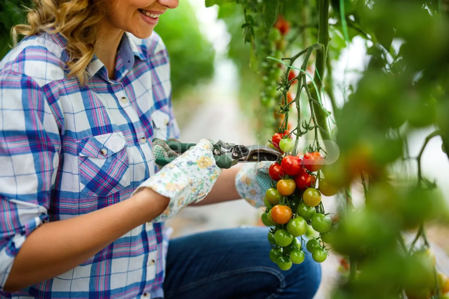 Job offer: Cherry tomato harvest