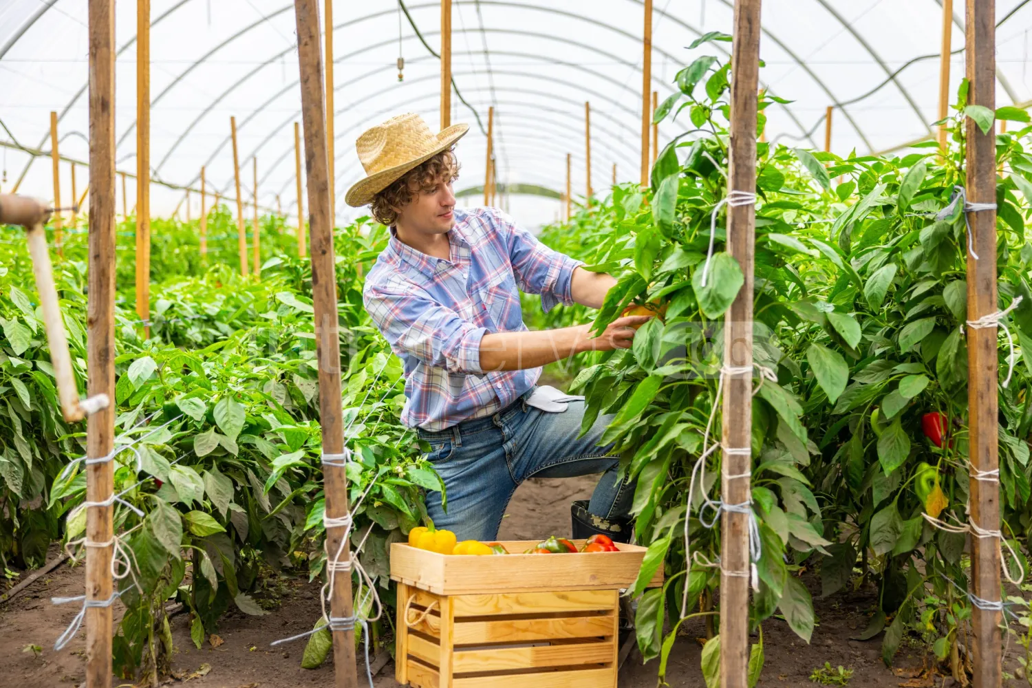 Job offer: Pepper greenhouse worker