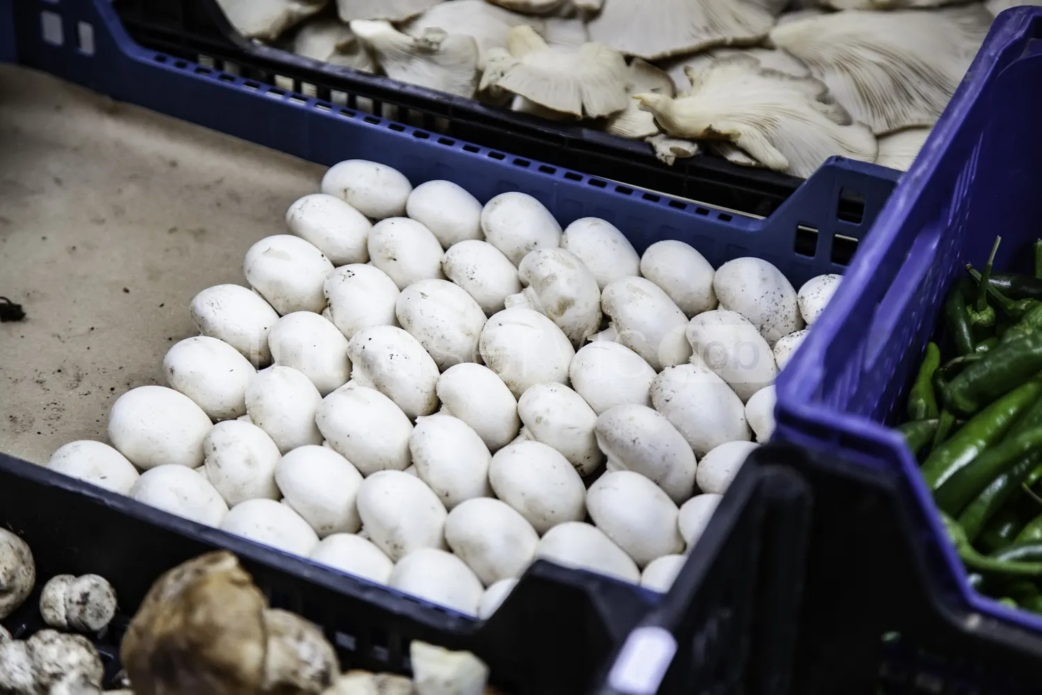 Job offer: Mushroom picker