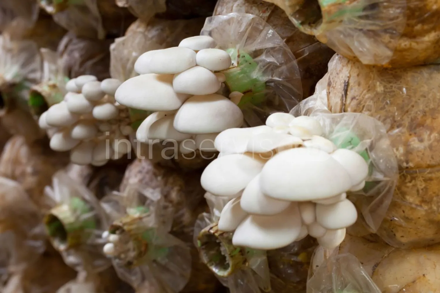 Job offer: Exotic mushrooms and champignons farm worker