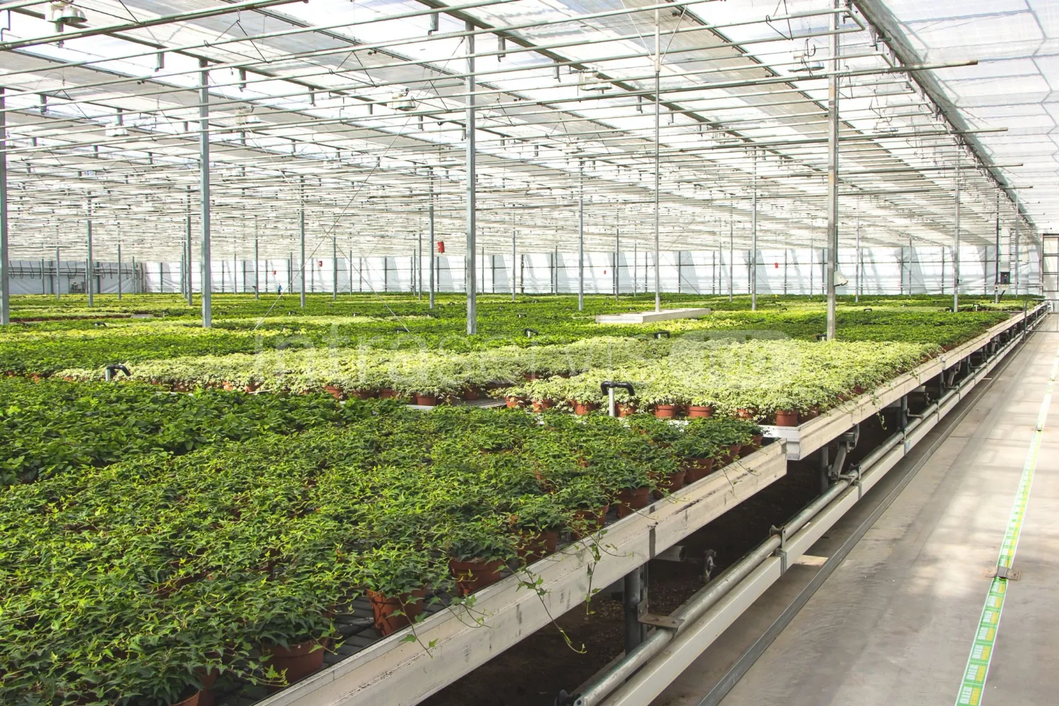 Job offer: Perennial plant nursery worker