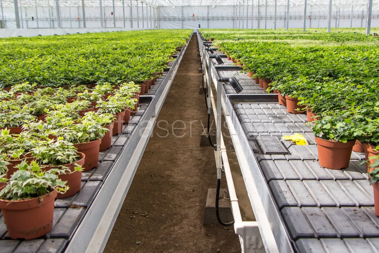 Job offer: Ornamental plant nursery worker