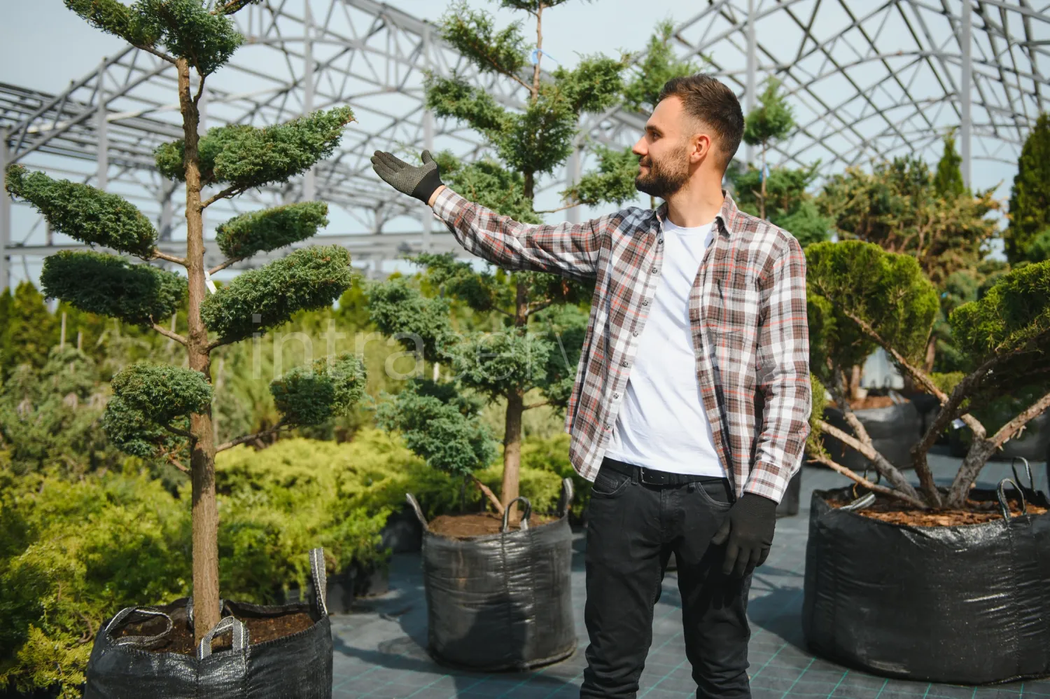 Job offer: Tree and christmas tree nursery worker