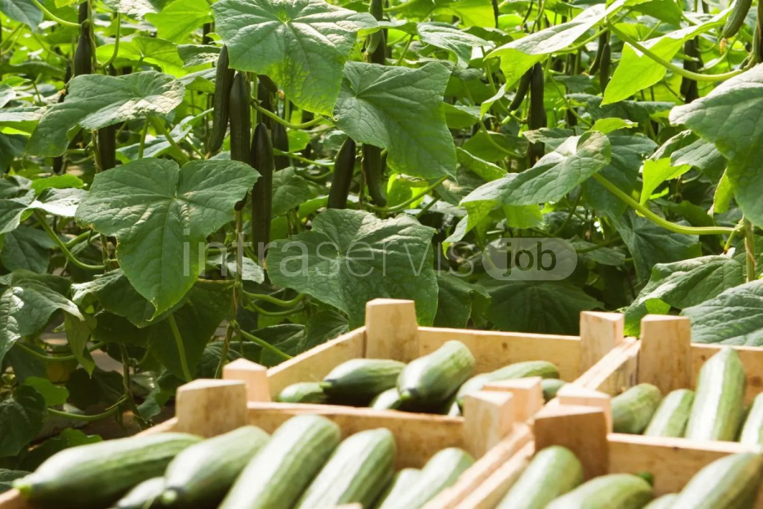 Job offer: Cucumber harvest worker