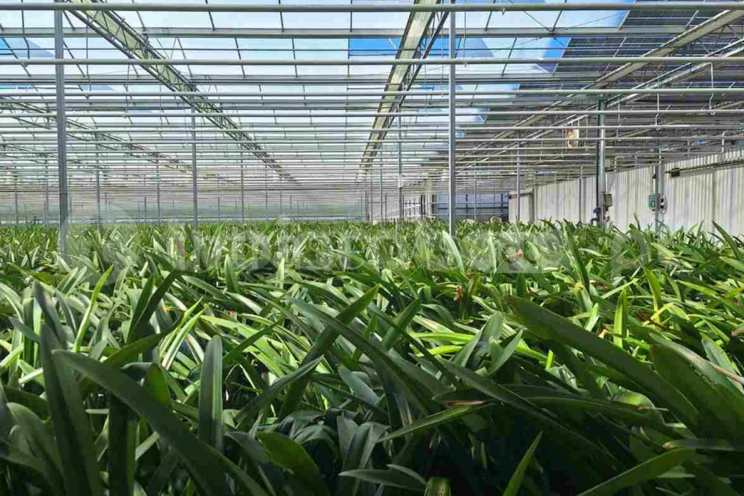 Job offer: Flower Care Worker