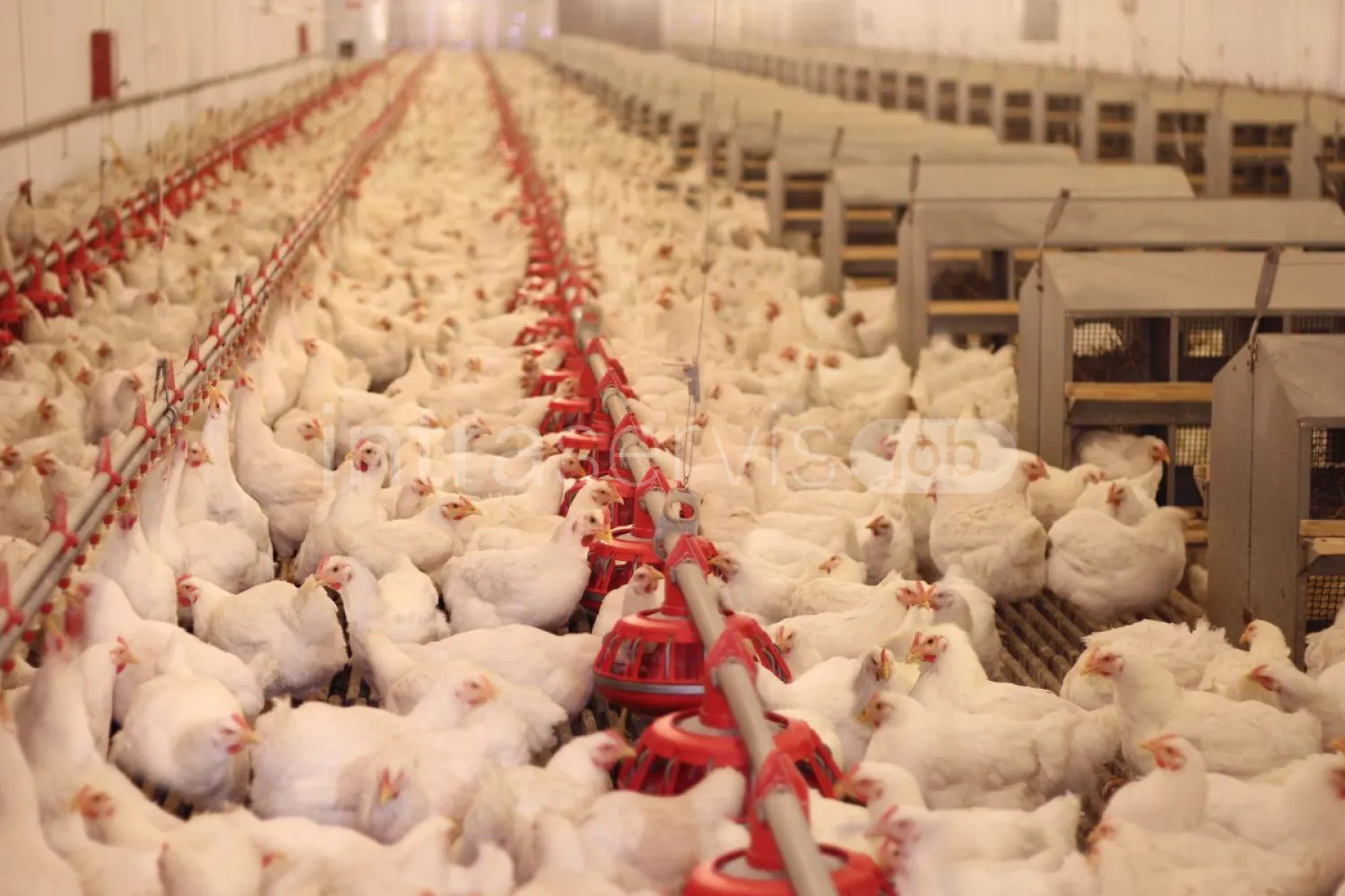 Job offer: Poultry vaccination worker