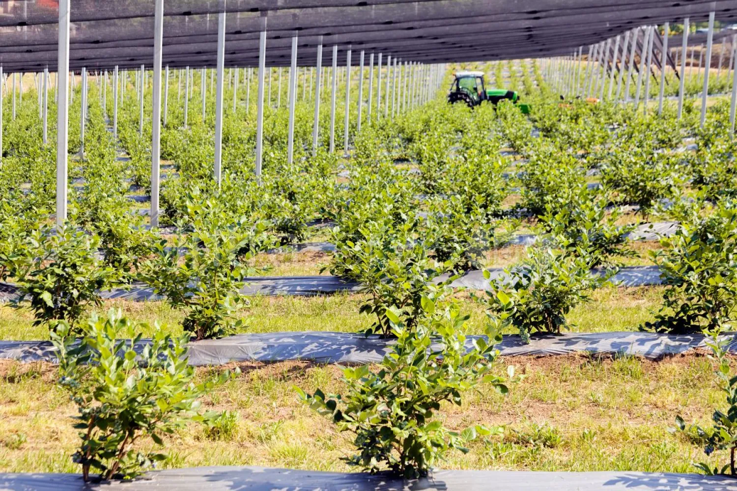 Job offer: Plant nursery worker