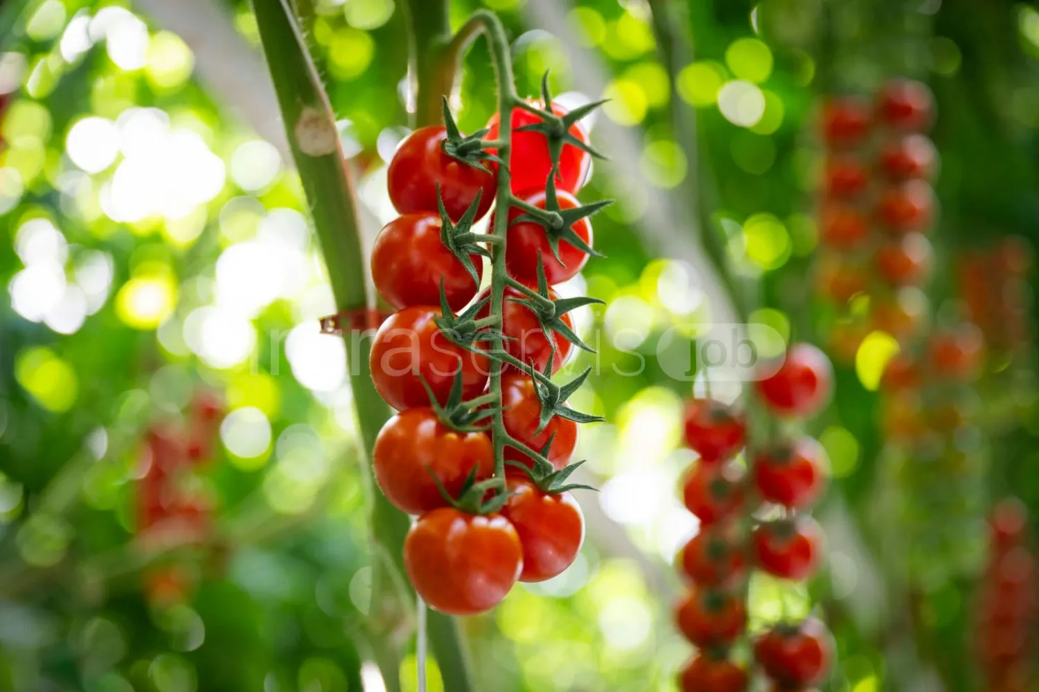 Job offer: Cherry tomato harvesting worker