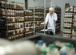 Pracownik linii produkcyjnej z zestawami do hodowli grzybów w domu