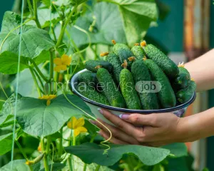 Zbiór ogórków - Holandia