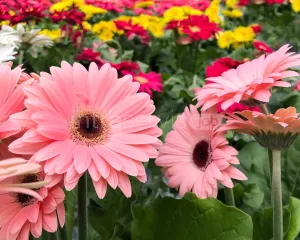 Pracownik zbioru gerberów