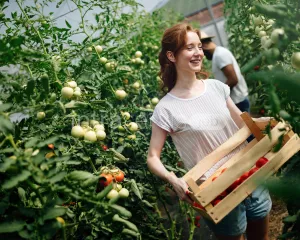 Pracownik szklarni – Zbiory pomidorów