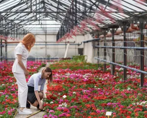 Pracownik szkółki roślin z gerberami