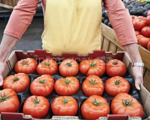 Pracownik - pakowanie pomidorów