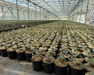 Pracownik szkółki z roślinami ozdobnymi