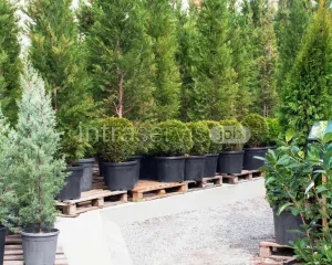 Pracownik szkółki drzew i choinek