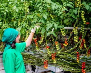 Zbiór pomidorów koktajlowych