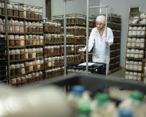 Pracownik linii produkcyjnej z zestawami do hodowli grzybów w domu