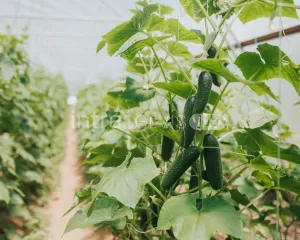 Pracownik szklarni - zbiór ogórków 