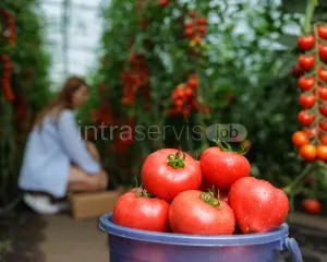Pracownik zbioru pomidorów