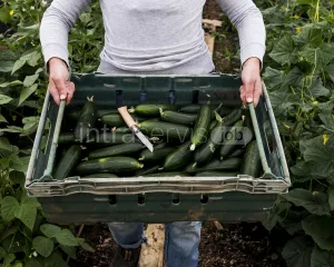 Praca przy zbiorze cukinii