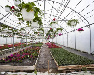 Pracownik szkółki z roślinami