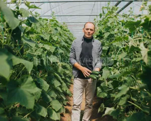 Pracownik zbioru ogórków w szklarni