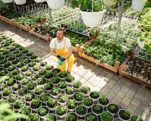 Pracownik szkółki z kwiatami ozdobnymi