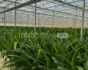 Pielęgnacja kwiatów