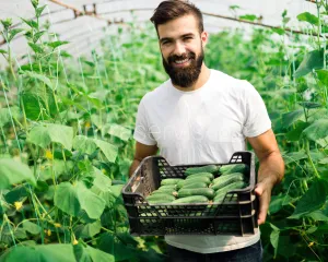 Praca przy zbierze ogórków