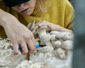 Pracownik zbioru pieczarek