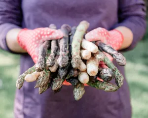 Pracownik zbioru szparagów 