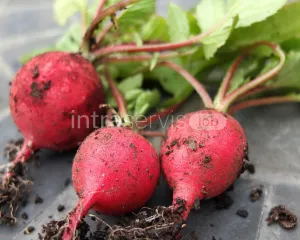 Zbiór rzodkiewki / cebuli