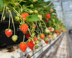 Pracownik Szklarni - Zbiór Truskawek 