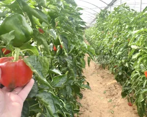 Okręcanie pędów papryki