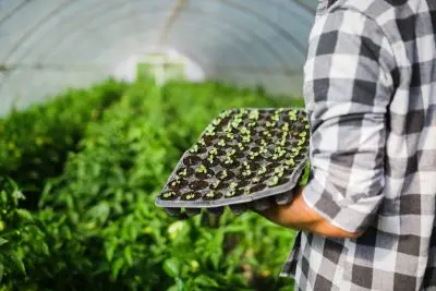 Job offer: Pracownik produkcji sadzonek - Sint-Oedenrode, Holandia