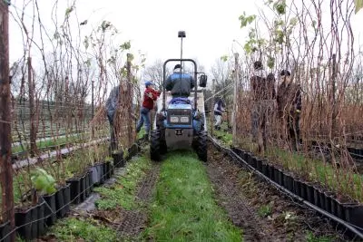 Workplace photo 2 of 14 - Pracownik produkcji sadzonek