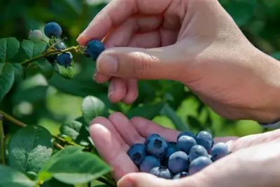 Job offer: Pomocnik rolnika przy zbiorach owoców - Kobylanka